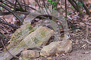 Small sparrow sitting on the stone in autumn forest, waiting for food. Brown background