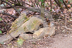 Small sparrow sitting on the stone in autumn forest, waiting for food. Brown background