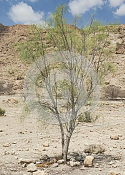 A small specimen of the Ben Oil Tree Moringa Perigrina in the Ein Gedi Reserve in Israel