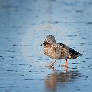 Small speckled duck on ice