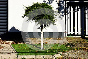 Small sphere shaped decorative evergreen tree with long slim trunk. shite stucco wall background.