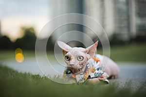 Small Sphinx hairless cat in clothes sit on road, big ears and eyes