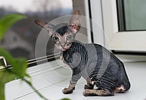 A small Sphinx kitten poses in front of the camera.A beautiful velour, wrinkled cat