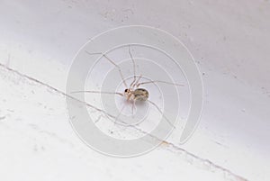 Small Cellar Spider