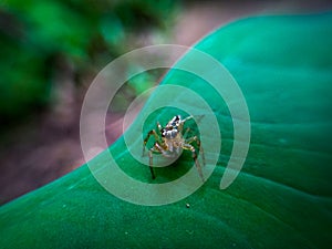 Small spider and big eyes