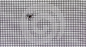 A Small Spider Captured the Net Window in a Tall Modern Building