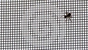 A Small Spider Captured the Net Window in a Tall Modern Building