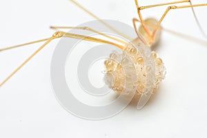 Longbodied cellar spider and her eggs