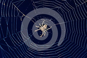 Small spider close up with round white spiderweb net