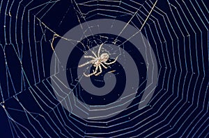 Small spider close up with round white spiderweb net