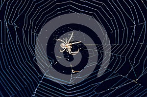 Small spider close up with round white spiderweb net