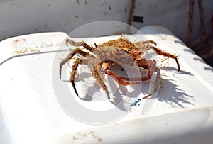 Small spider crab