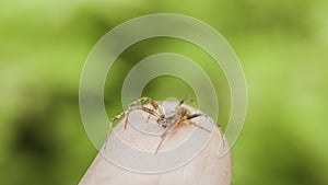 Small spider on the finger