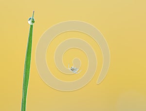 Small spider and grass blade with waterdrop