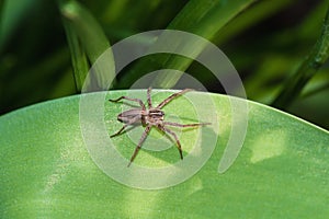 Small spider on green leaf