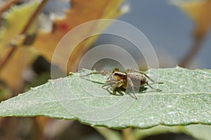 Small spider on green leaf photo