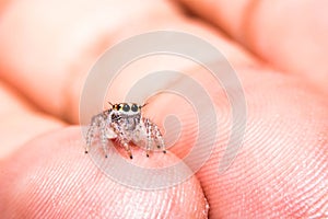 Small spider on hand