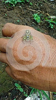 small spider on hand