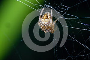 A small spider hanging on its web