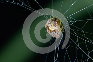 A small spider hanging on its web