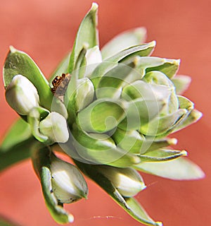 Small spider hiding in flower