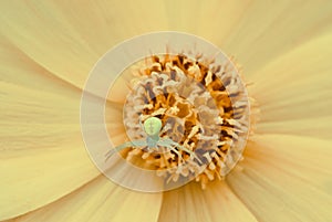 Small spider inside flower in macro