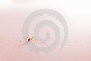 Small spider inside house, isolated on a white wall
