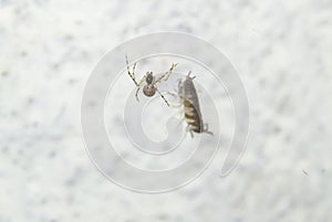 Small Spider and its web with Insect