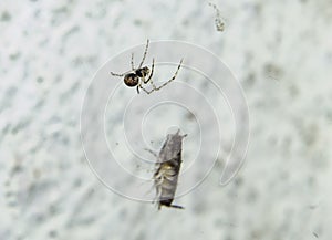 Small Spider and its web with Insect