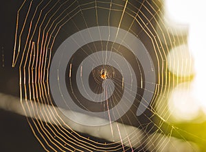Small spider in its web photo