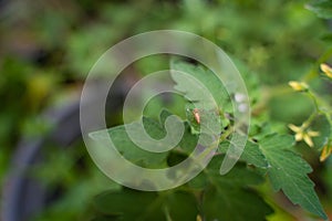 Small spider on leaf. A close up of the very small green spider on leaf