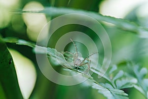 A small spider on a leaf is on standby to protect itself