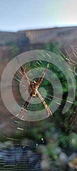 small spider nesting