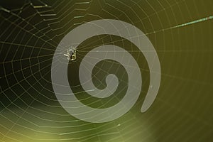Small spider in it`s web on green background