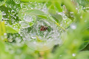 A small spider sits on the green grass in a web on the grass morning dew