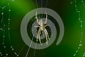 Small spider sits on his cobweb.