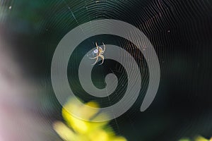 Small spider sits on his cobweb.