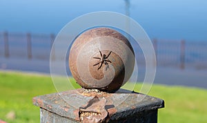 A small spider sits on an iron ball of an iron fence against the blue background of the river.Springtime