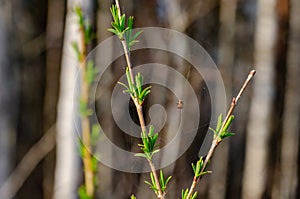 Small spider sitting on delicate web between young spring branches.
