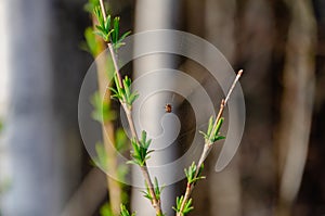 Small spider sitting on delicate web between young spring branches.
