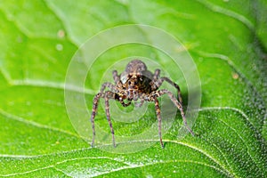 Small spider sitting on a green leaf