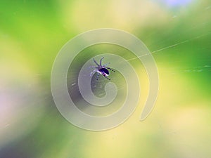 A small spider spat a web in the spring on a beautiful background