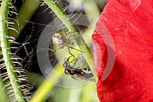 Small spider spinning its web on a flower stem..