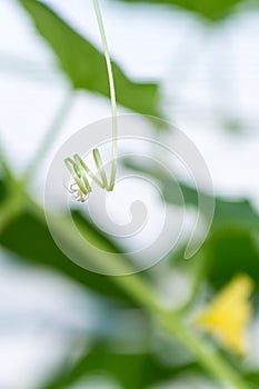 Small spider on a squash vine curl in a greenhouse