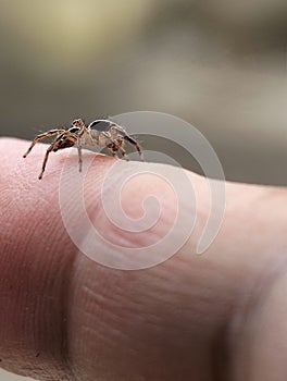small spider, stuck to finger
