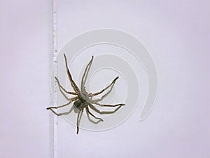 A Small Spider on Tiled Wall