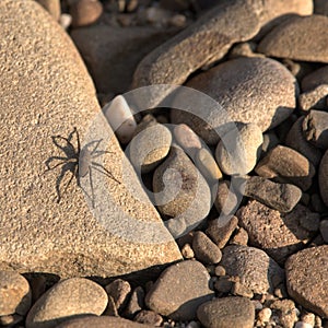 Small spider walk on stones