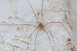 Small spider on the wall