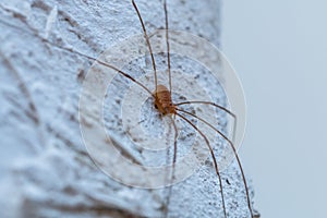 Small spider on the wall