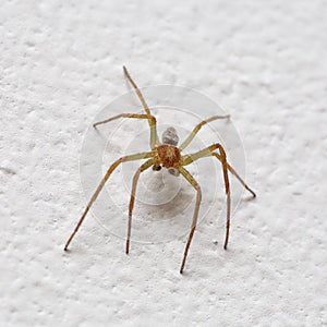 Small spider on wall